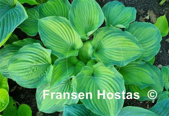 Hosta Old Glory